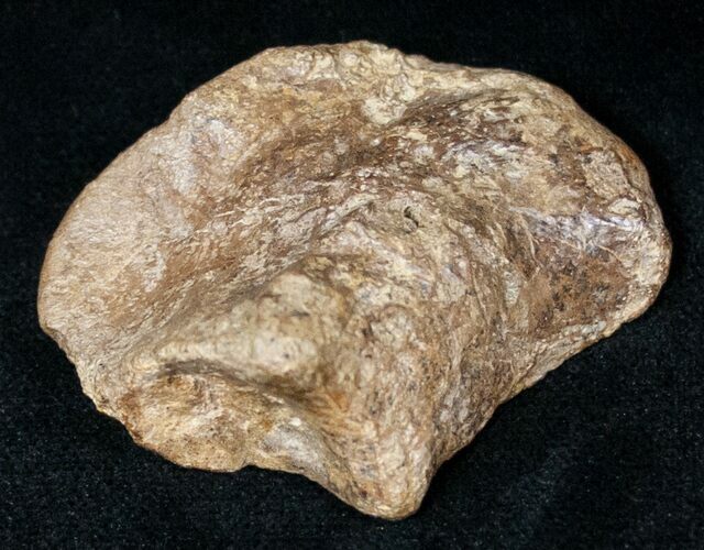 Dinosaur Calcaneum (Heel Bone) - Montana #12715